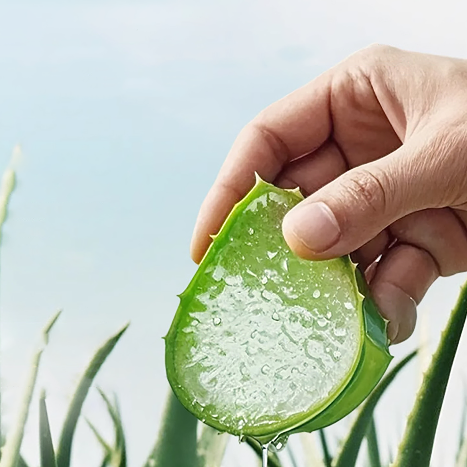 Linisa Aloe Vera Gel - Pure Soothing Gel for Face & Body, Hydrating Skin Care